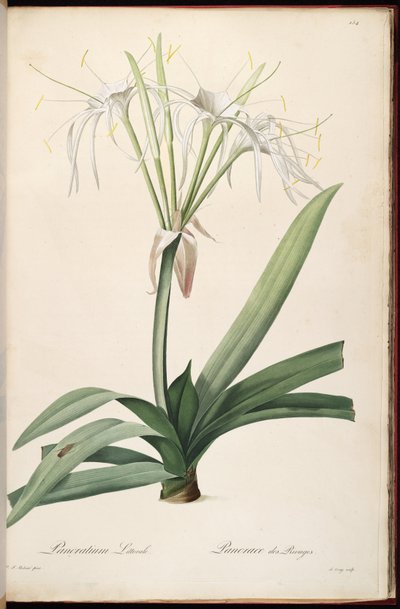 Hymenocallis littoralis von Pierre Joseph Redouté